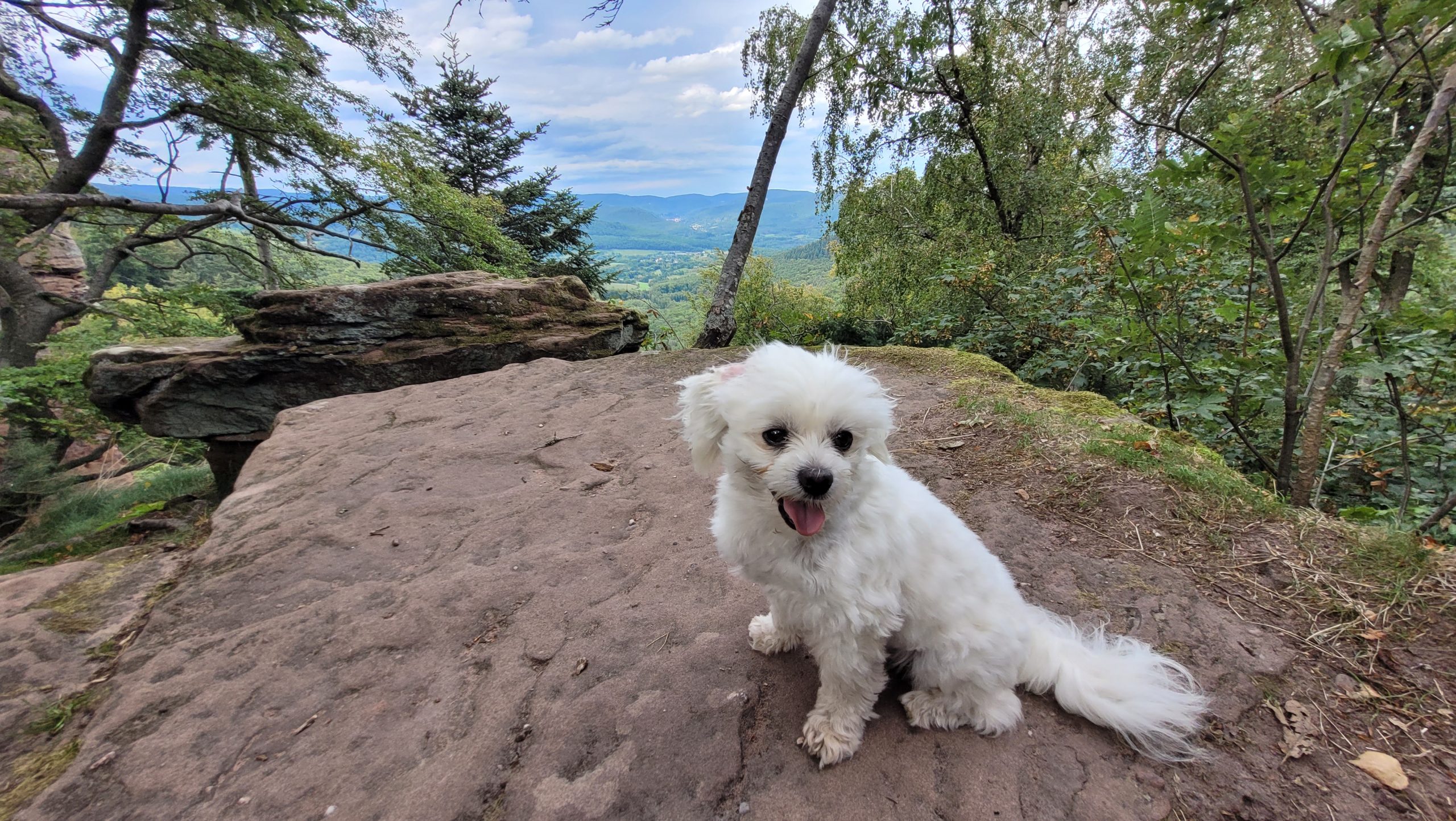 Louis - King Of The World